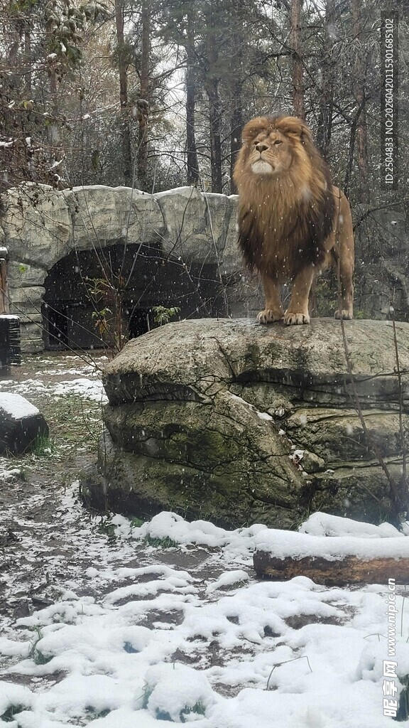 雪地中站立的雄狮