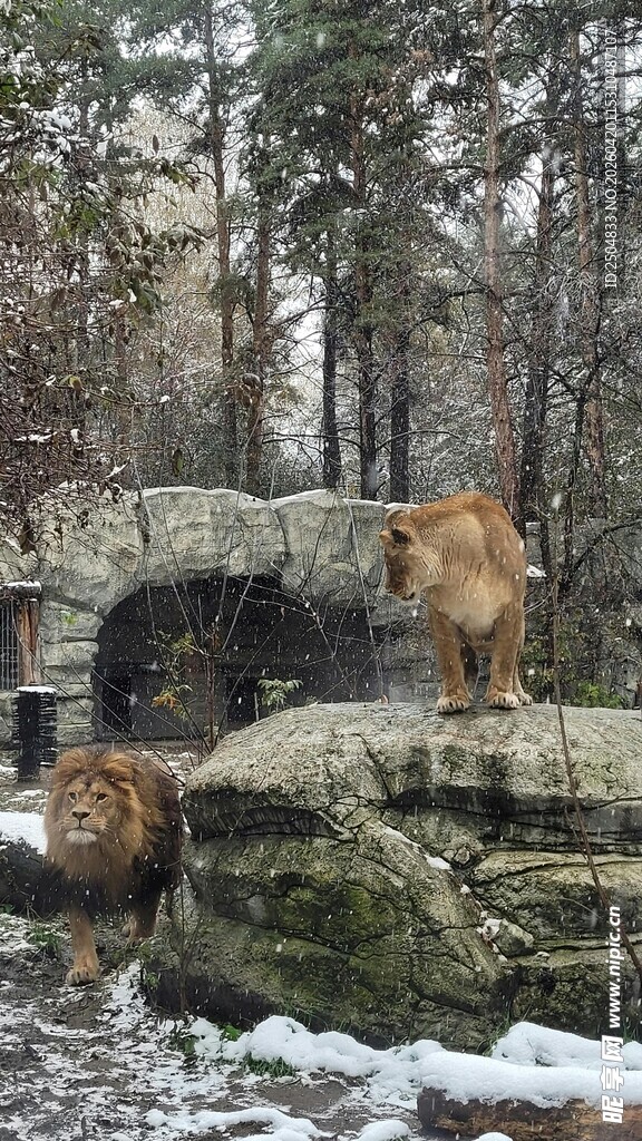 雪地中站立的雄狮与雌狮