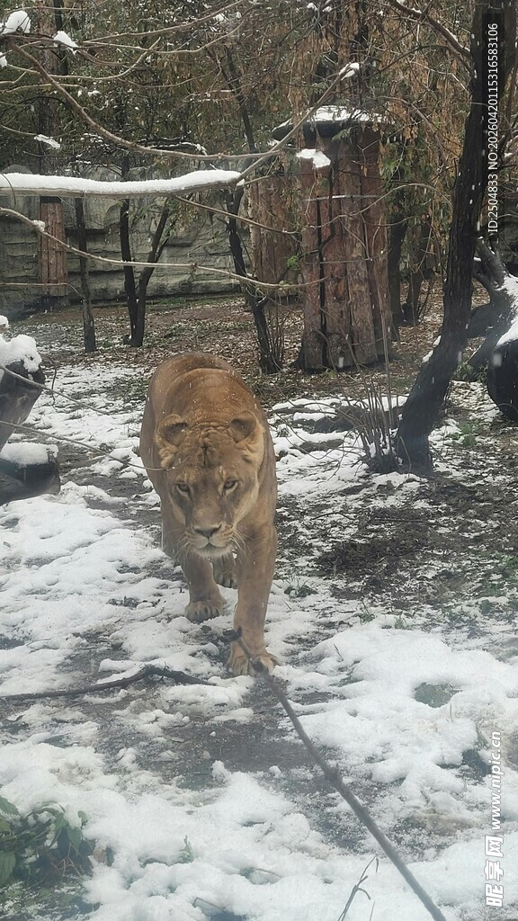 雪地中的老虎漫步