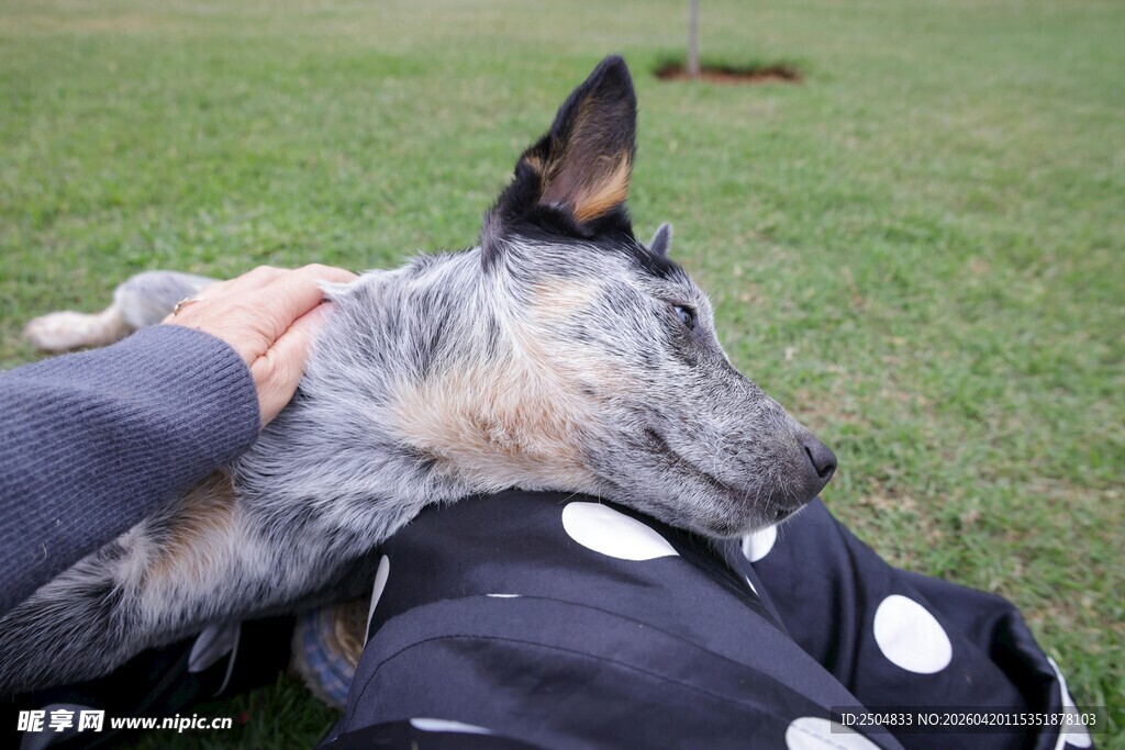 人与斑点狗亲密互动场景