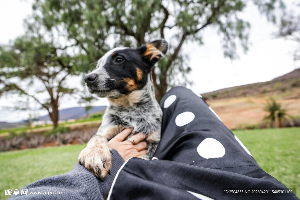 怀抱中的斑点小狗