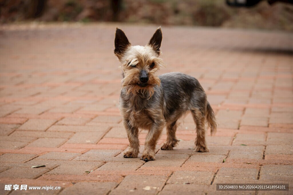 可爱小狗站立在砖石地面