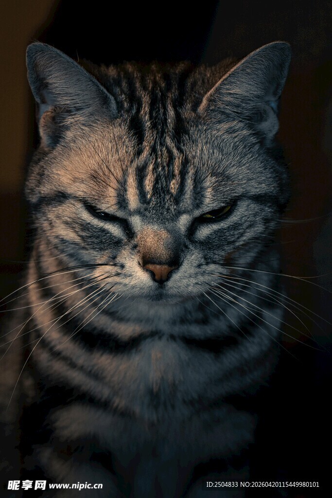 眯眼的条纹猫咪
