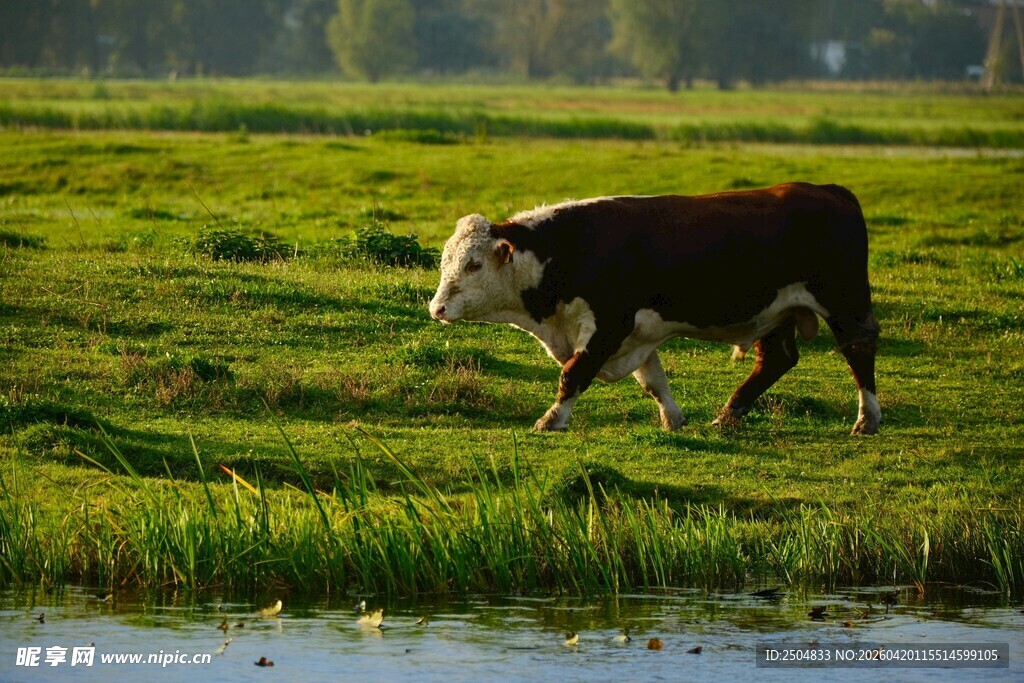 草原上漫步的牛