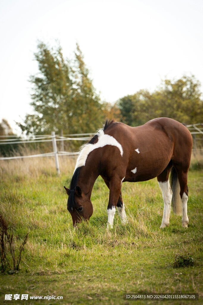 棕白相间马在草地吃草