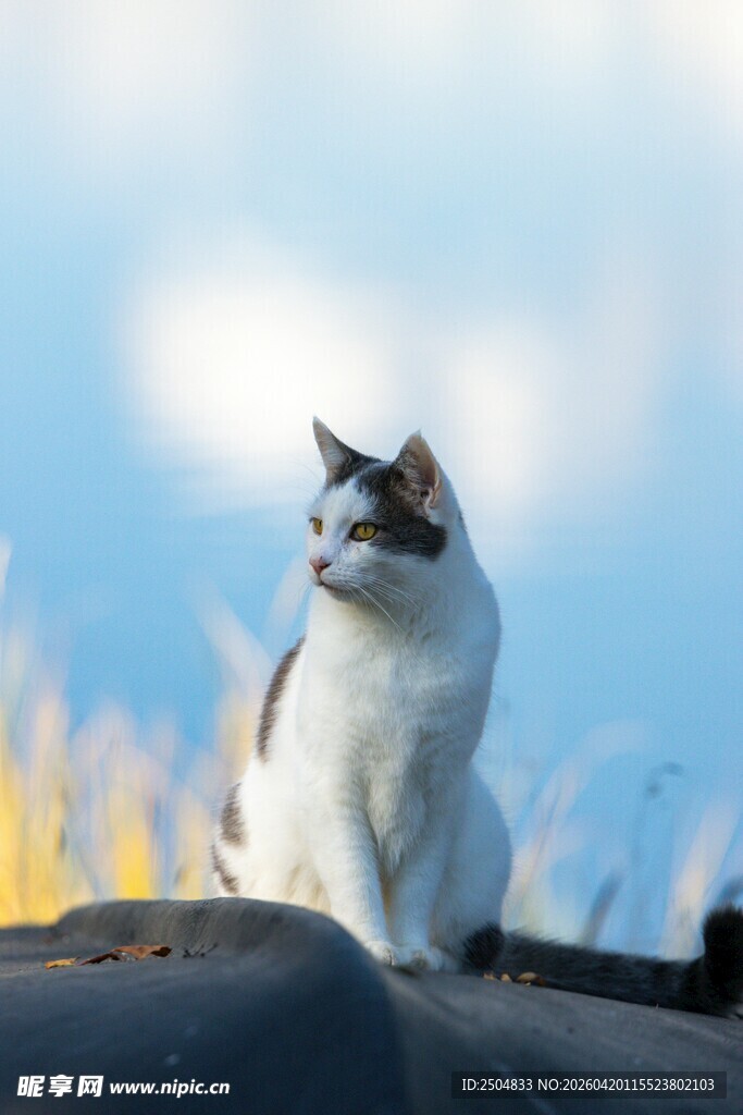 屋顶上的可爱猫咪