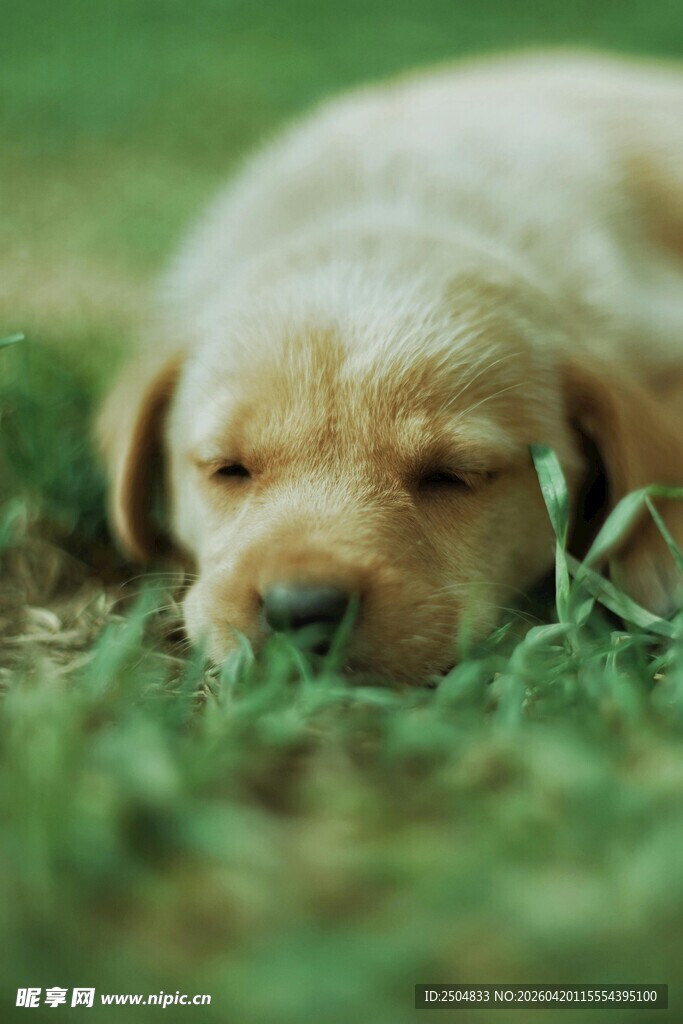 熟睡的金毛幼犬