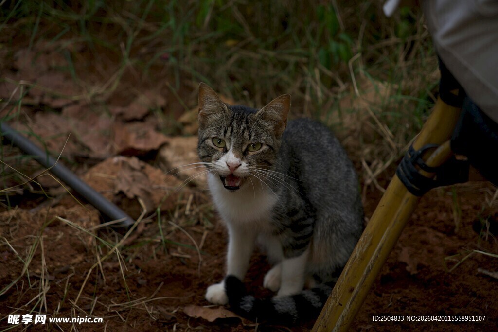 小猫张嘴蹲在工具旁