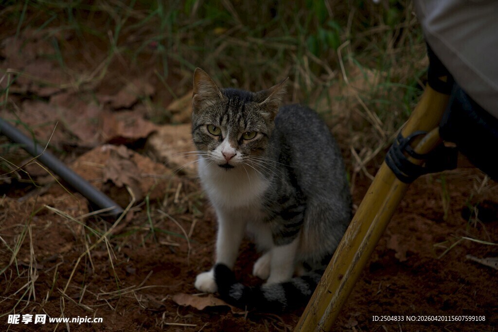 野外蹲坐的可爱小猫咪