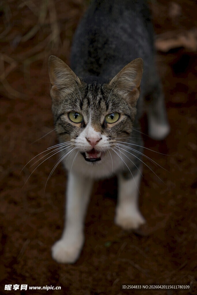 张嘴的斑纹猫咪