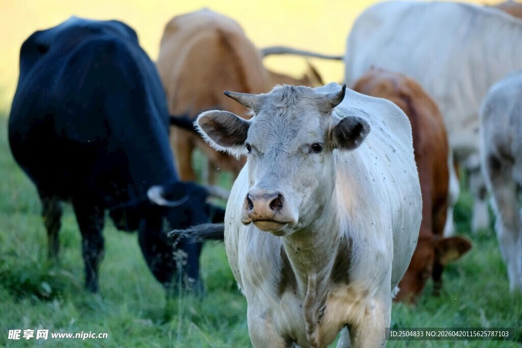 草地上的多头牛
