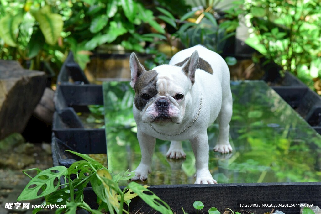 法斗在绿植环绕处站立