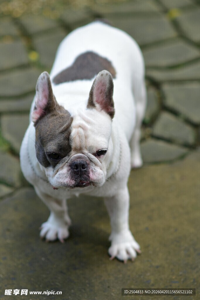 可爱法斗犬站立于石径