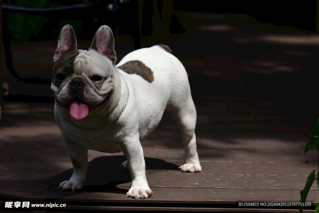 可爱法斗吐舌站立