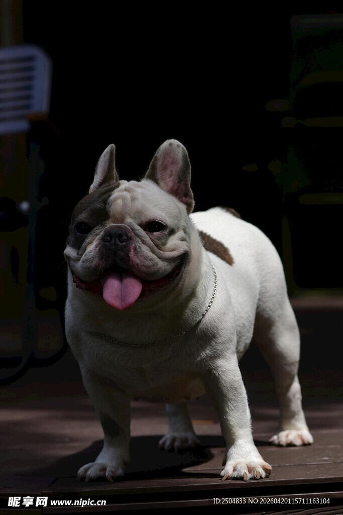 可爱法国斗牛犬吐舌卖萌