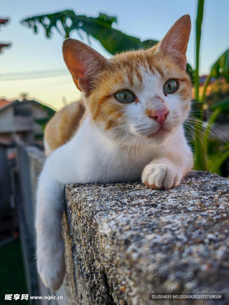 可爱猫咪惬意趴石上