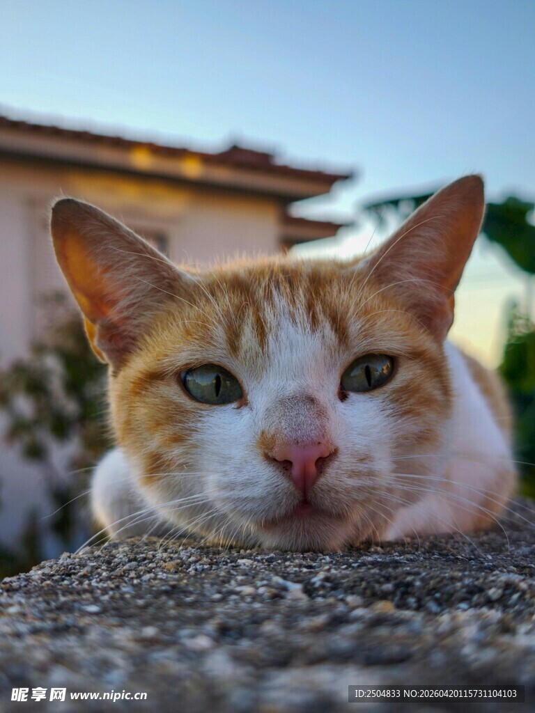 趴卧的橘白猫咪