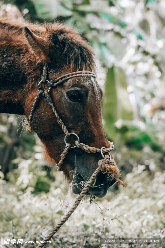 低头吃草的棕色骏马