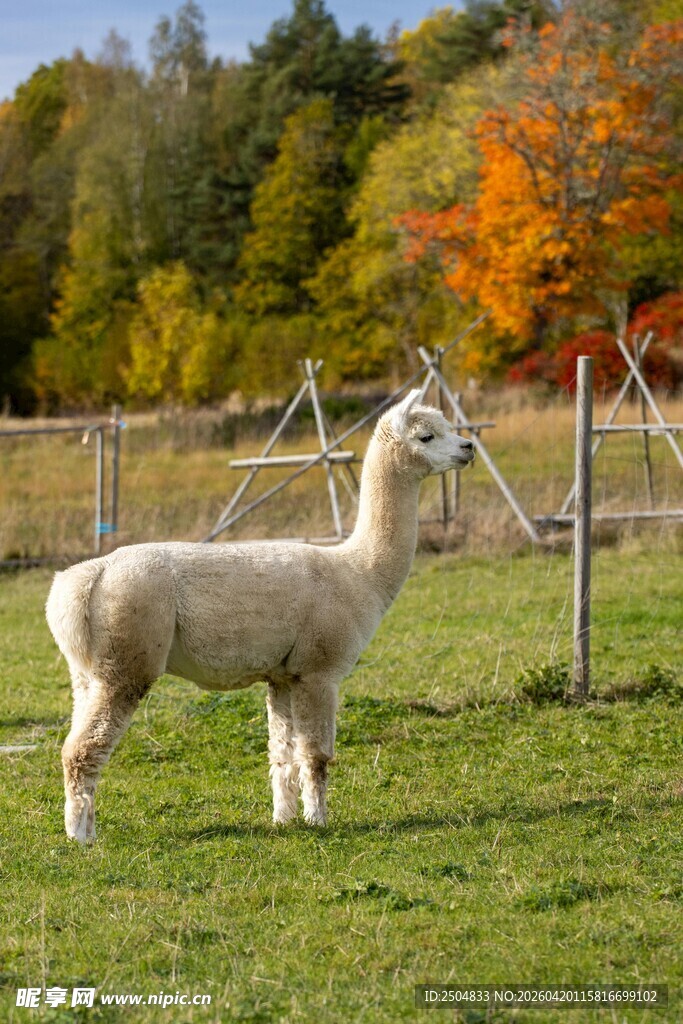 草地上的白色羊驼
