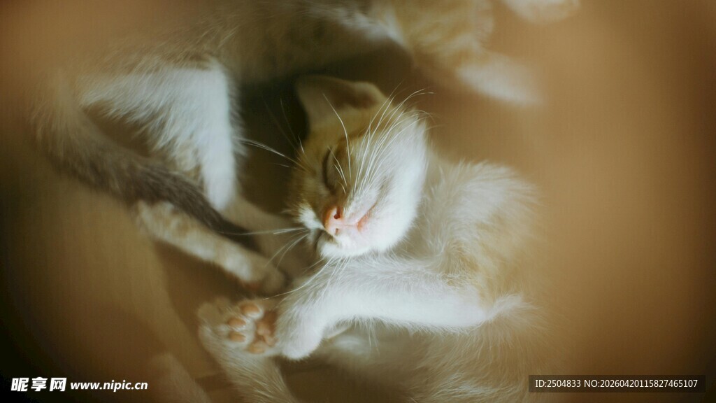 蜷睡的可爱猫咪