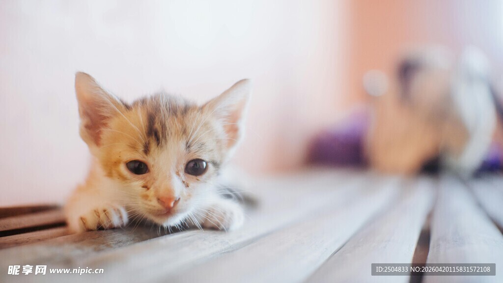 可爱小猫咪趴在木板上