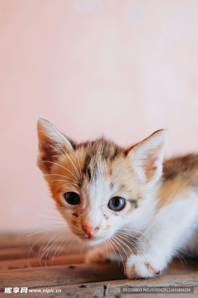 可爱三色小猫趴在木桌上