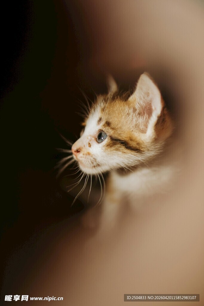 可爱小猫咪的侧颜特写