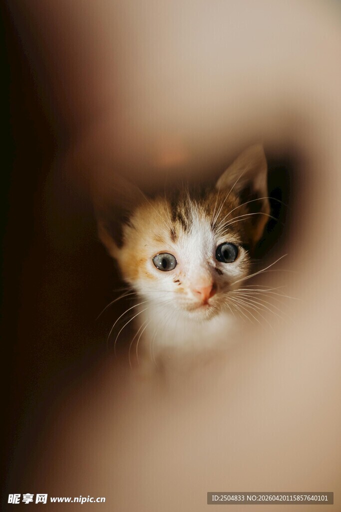 躲在身后的可爱小猫咪