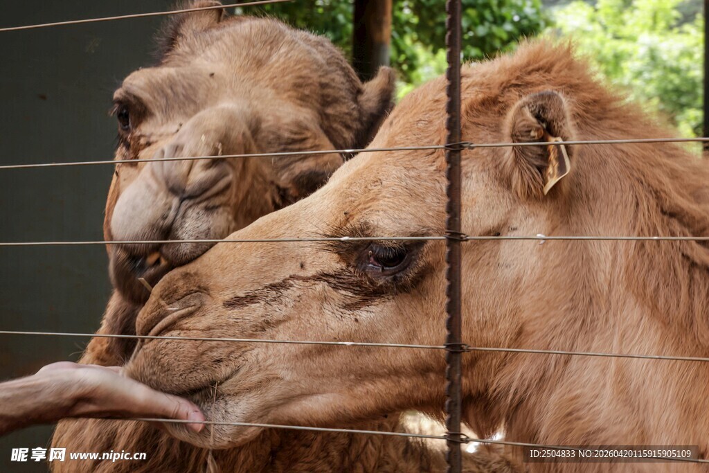 两只骆驼与人互动画面