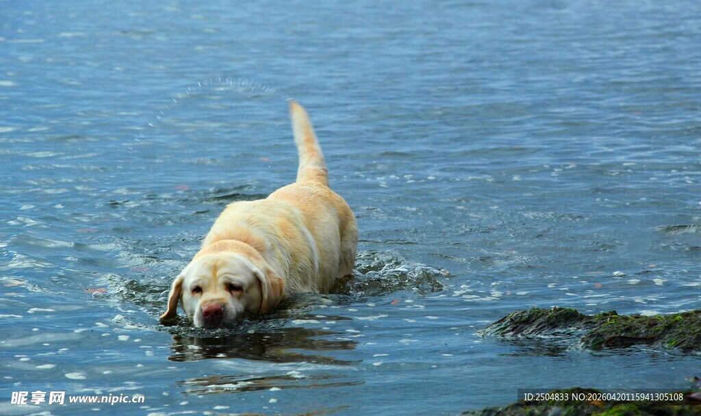 金毛犬水中嬉戏