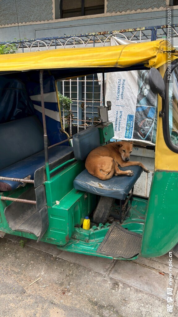 三轮车内的慵懒猫咪