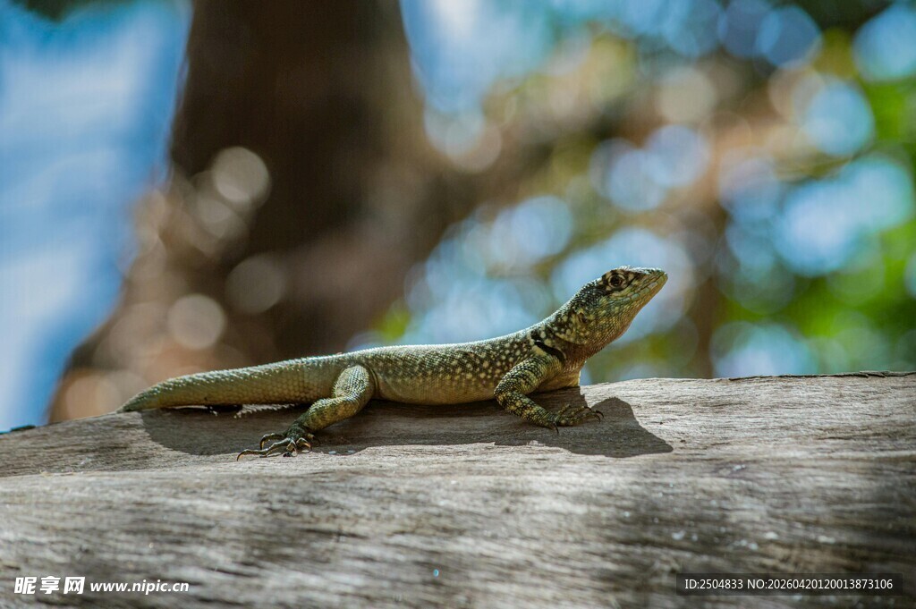 木上蜥蜴