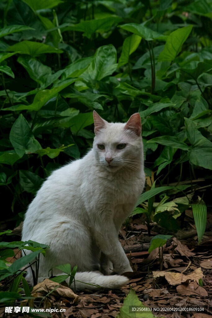 林间白猫