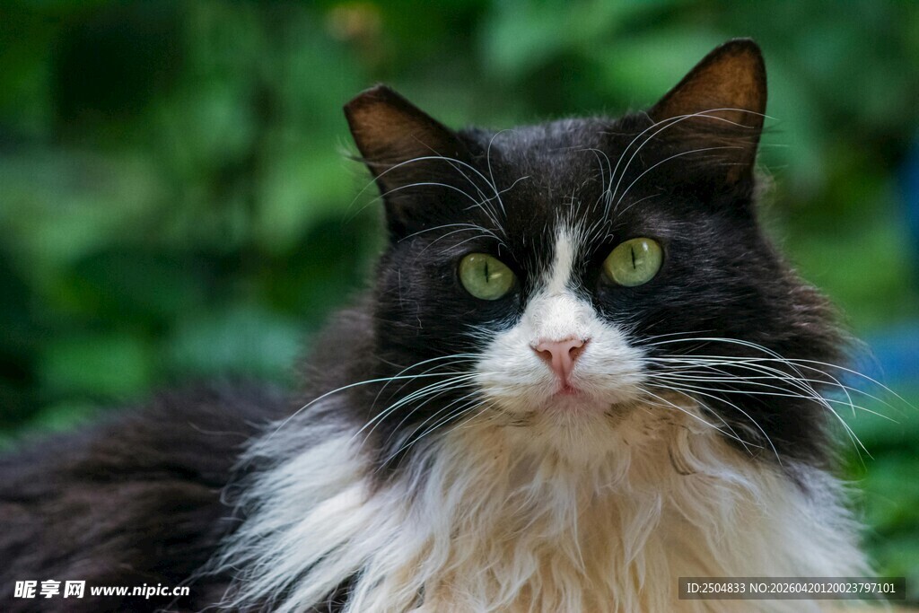 黑白长毛猫的专注瞬间