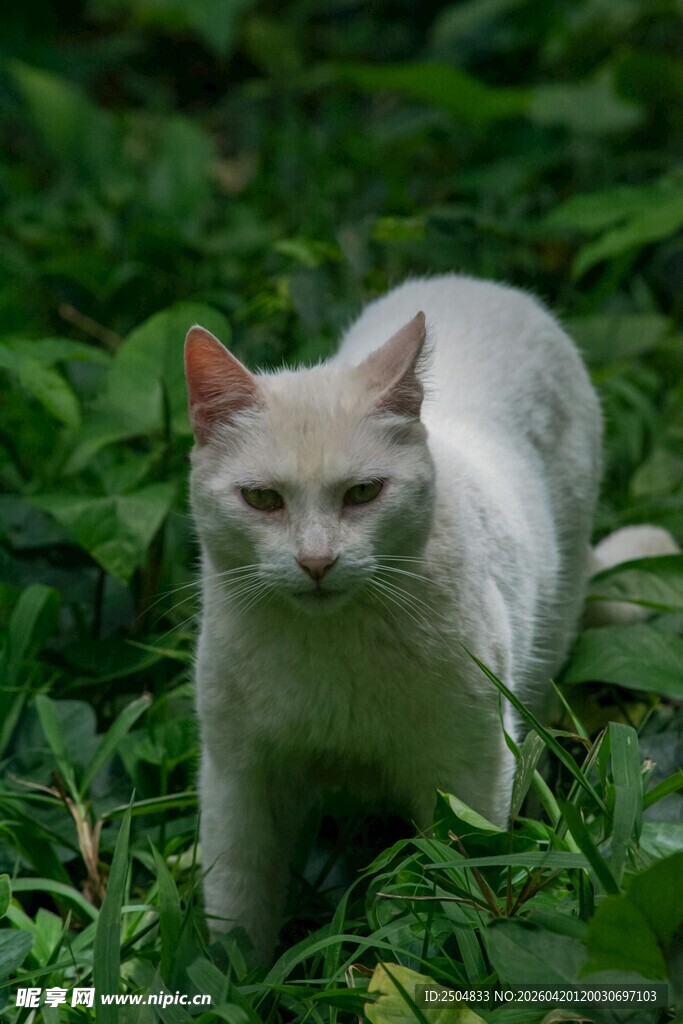 草丛中的白色猫咪