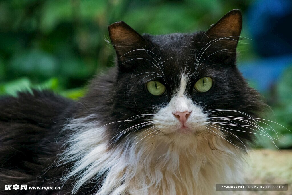 黑白长毛猫的特写