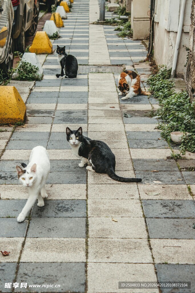 街道上悠闲的几只猫咪