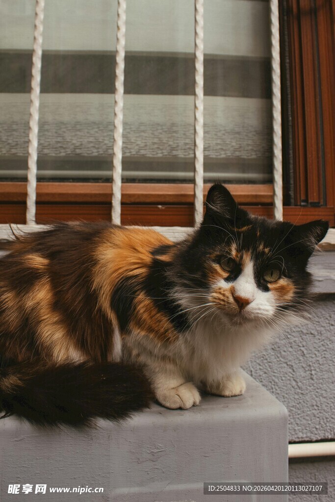 三色猫惬意躺卧