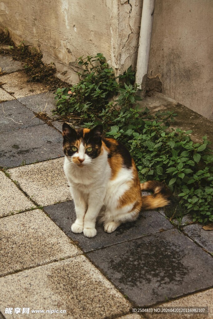 三色猫蹲坐于绿植旁