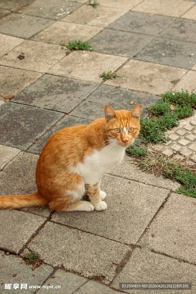 橘白猫咪蹲坐石板路