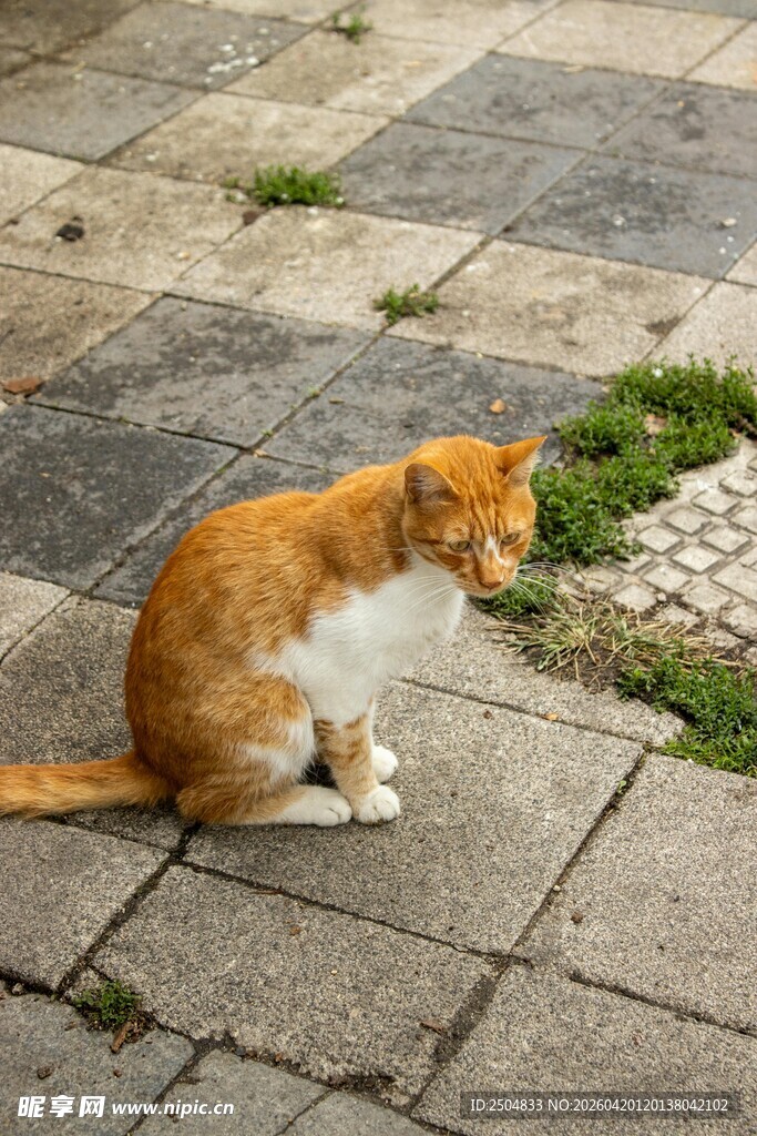 橘白猫咪蹲坐石板路