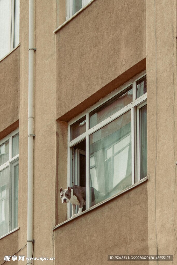 猫咪探出窗外