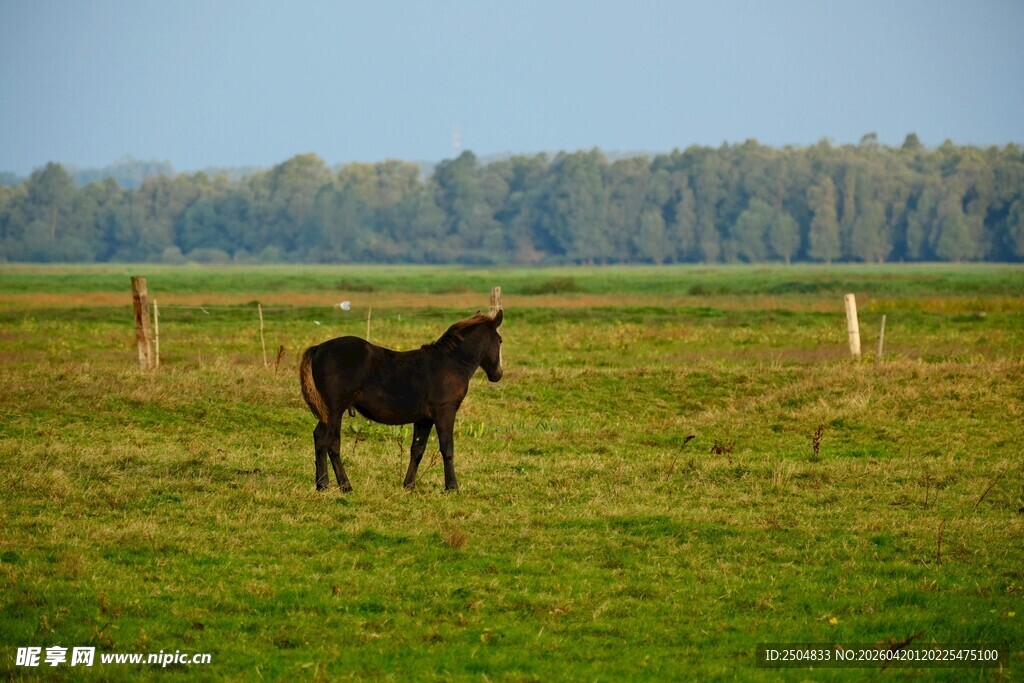 草原上的孤独黑马