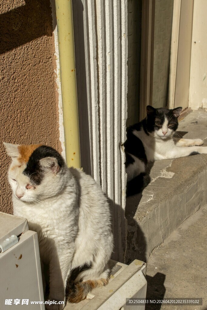 窗边休憩的几只可爱猫咪