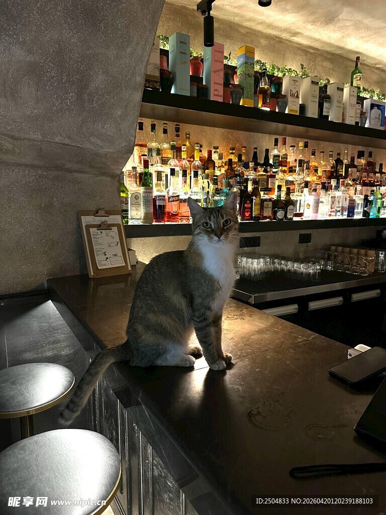 吧台猫咪