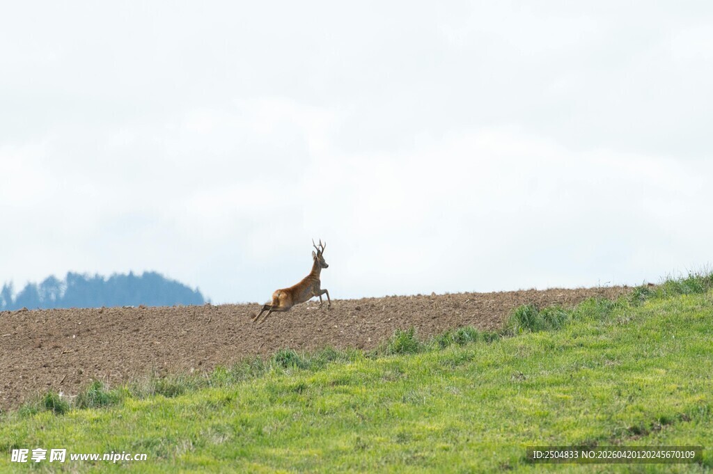 草原上的孤独小鹿