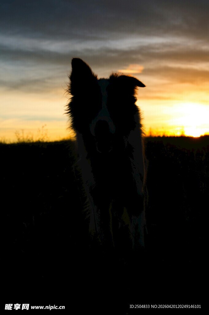 夕阳下的狗狗剪影