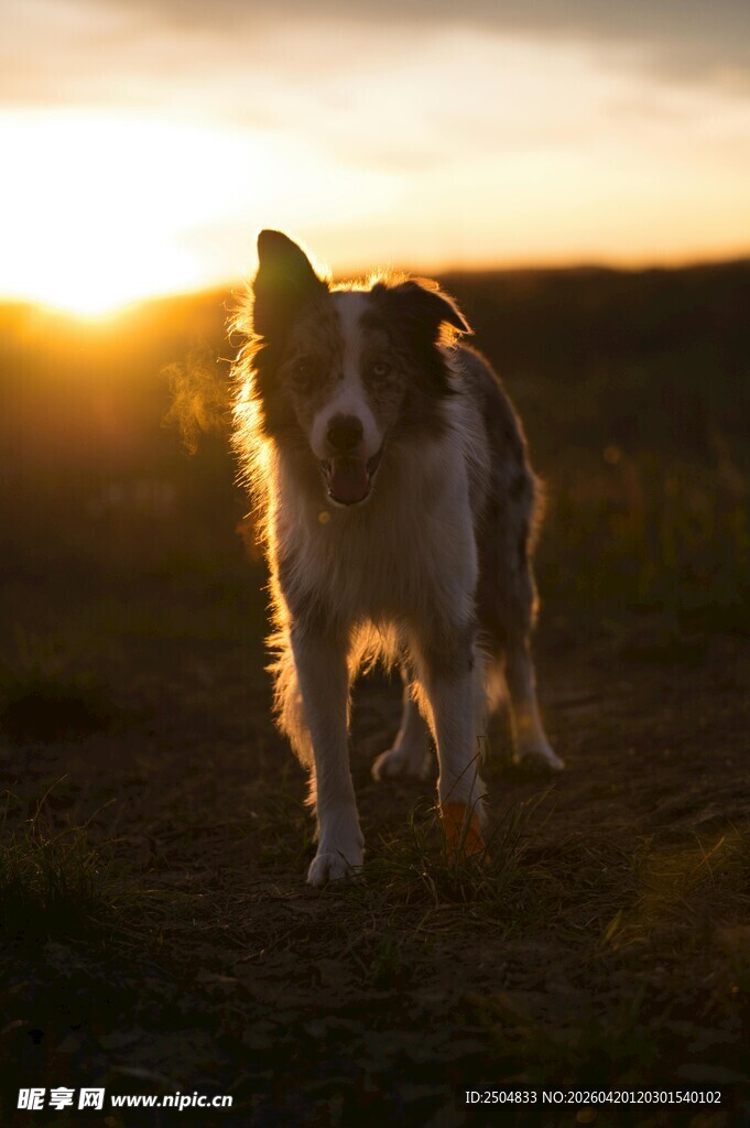 夕阳下奔跑的牧羊犬