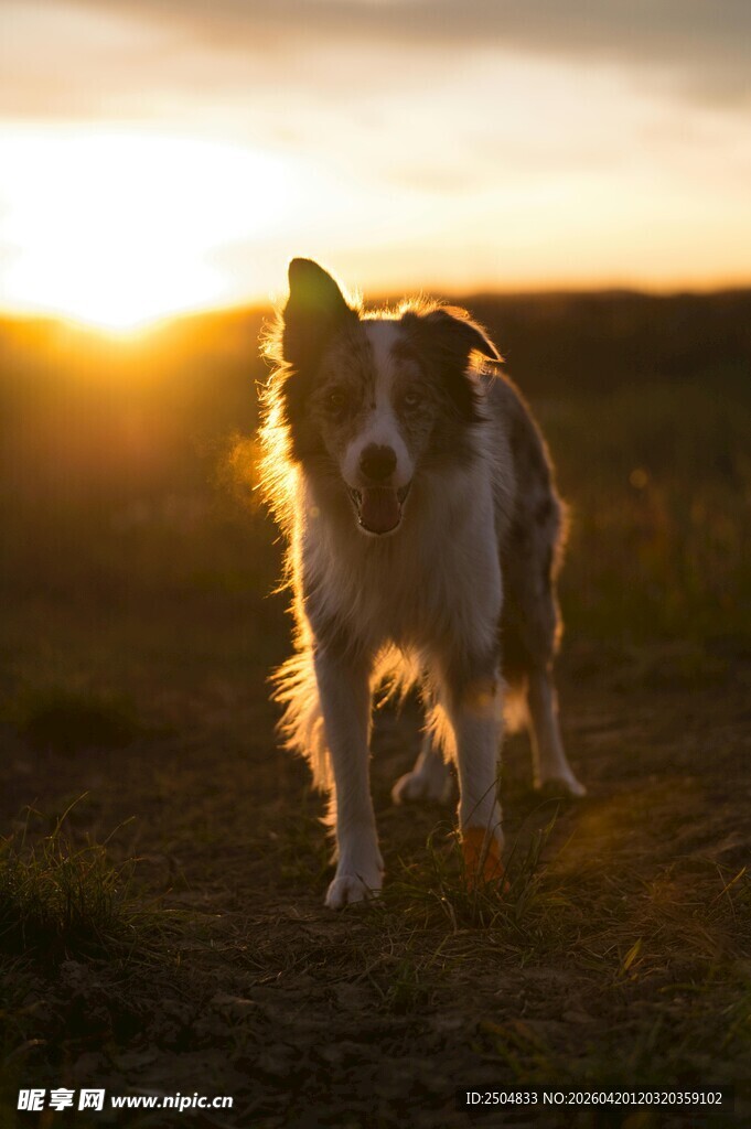 夕阳下漫步的可爱牧羊犬