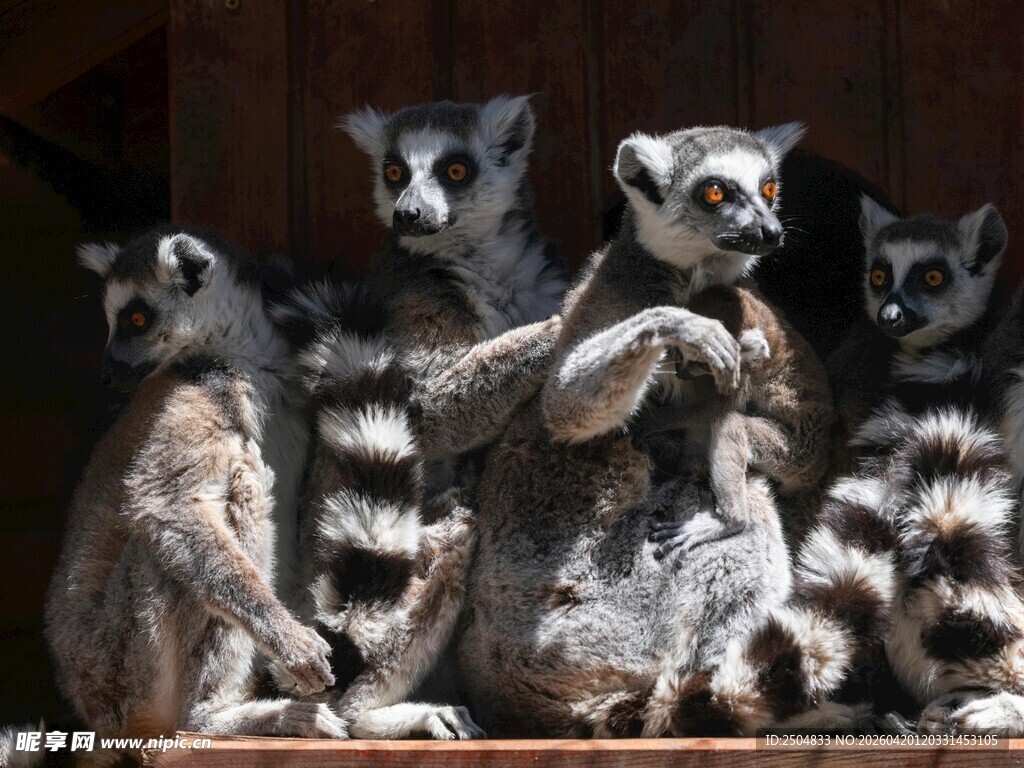 环尾狐猴群聚画面